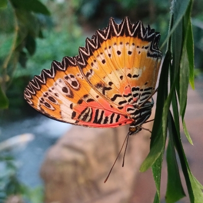 Celebrating 40 years of magic at Warwickshire’s largest butterfly farm